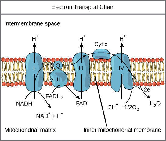 Membranes are important structural features of cells 