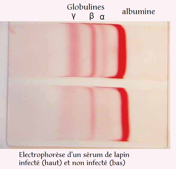 electrophorese